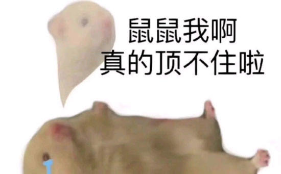 鼠鼠我呀表情包 鼠鼠我呀表情包